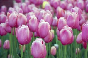 Pink Tulips5084918528 300x200 - Pink Tulips - Tulips, Pink, flower